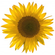 PERGIER 무료 아트웍 3