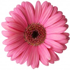 PERGIER 무료 아트웍 3