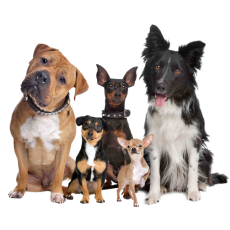 PERGIER 무료 아트웍 강아지1