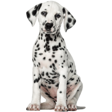 PERGIER 무료 아트웍 강아지2