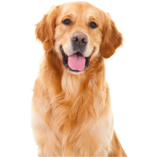 PERGIER 무료 아트웍 강아지3