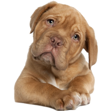 PERGIER 무료 아트웍 강아지4