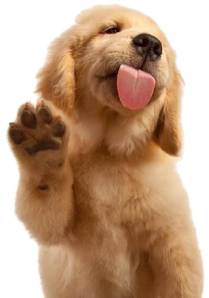 PERGIER 무료 아트웍 강아지5