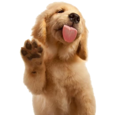 PERGIER 무료 아트웍 강아지5