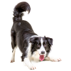 PERGIER 무료 아트웍 강아지6