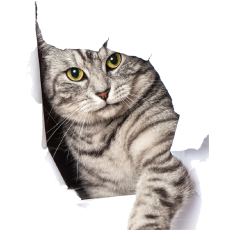 PERGIER 무료 아트웍 고양이1