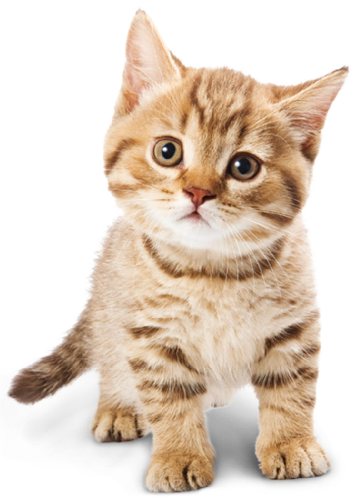 PERGIER 무료 아트웍 고양이2