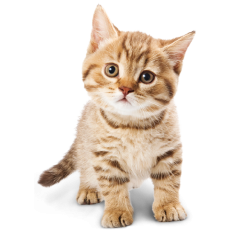 PERGIER 무료 아트웍 고양이2