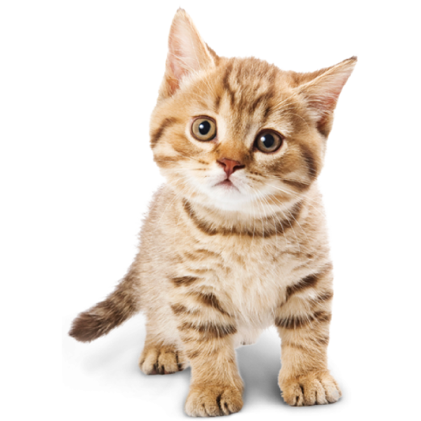 오늘의쇼핑은 PERGIER 무료 아트웍 고양이2