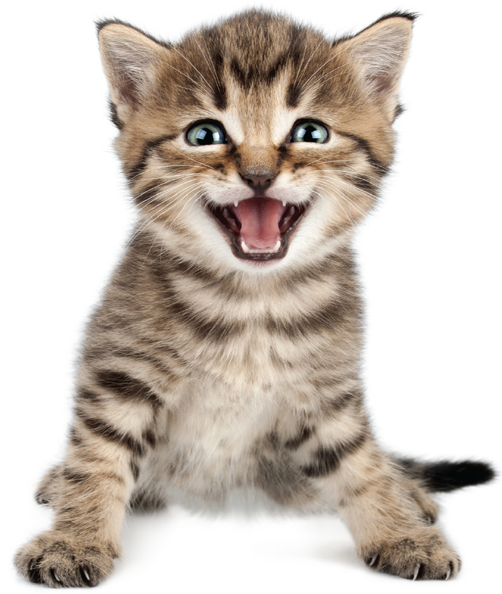 PERGIER 무료 아트웍 고양이3