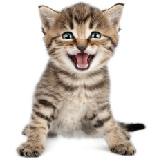 PERGIER 무료 아트웍 고양이3