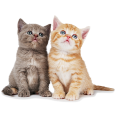 PERGIER 무료 아트웍 고양이4