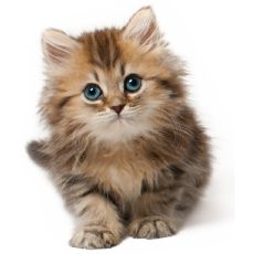 PERGIER 무료 아트웍 고양이8