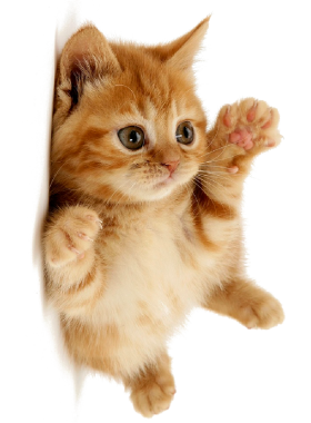 PERGIER 무료 아트웍 고양이10